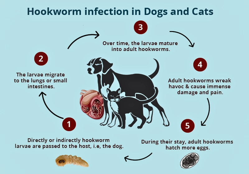 hook worms in dogs