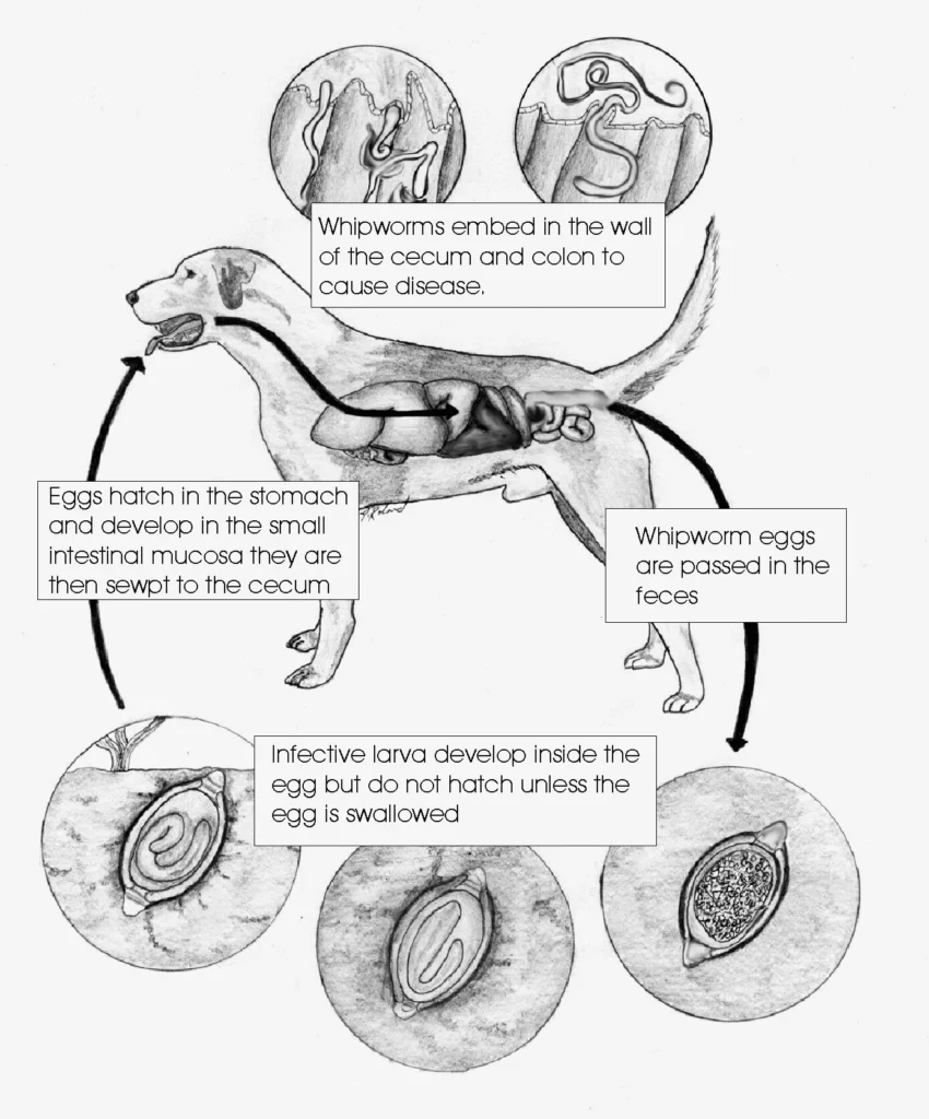 A Graph of Whipworms in Dogs