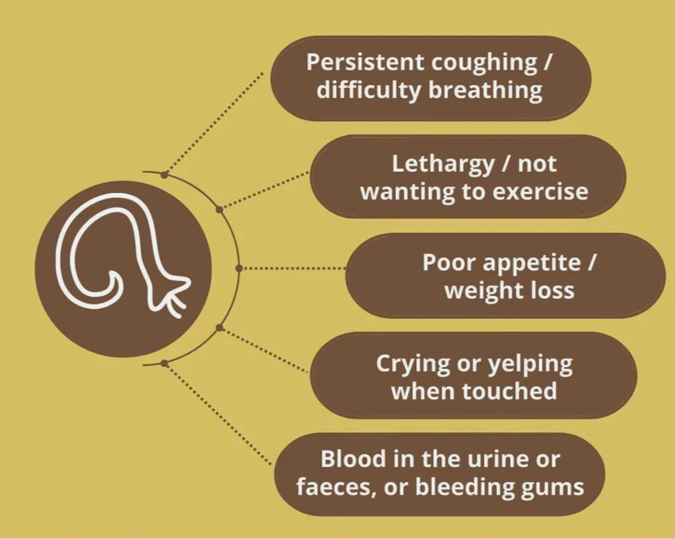 A graph of Lungworms in Dogs