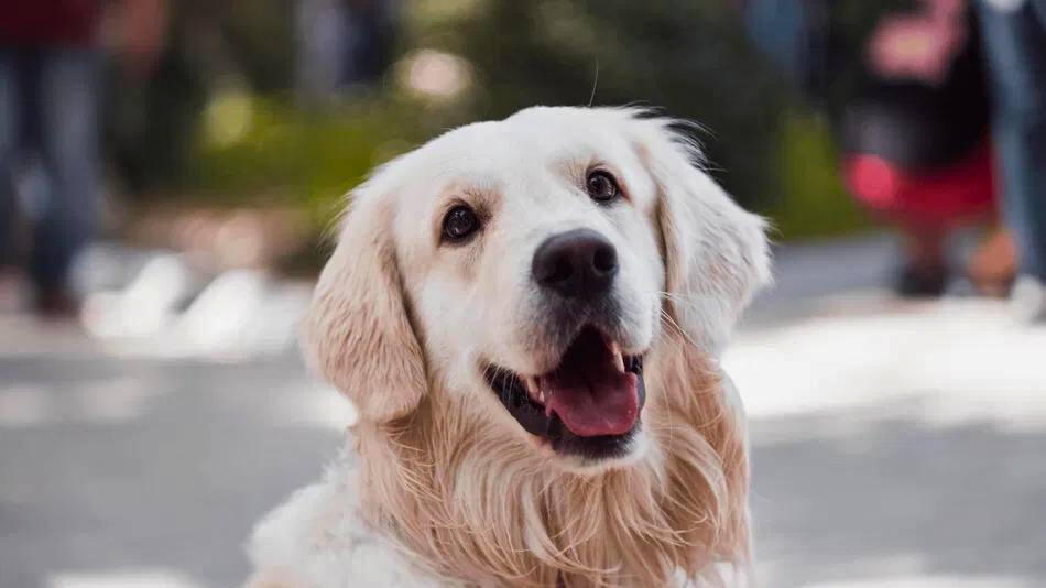 A happy English Cream Golden Retriever with a light cream-colored coat looks directly at the camera with an open mouth and relaxed expression. The dog is outdoors in a sunny environment, with soft natural light highlighting its fur. The background shows blurred figures and greenery, indicating a park or public space.