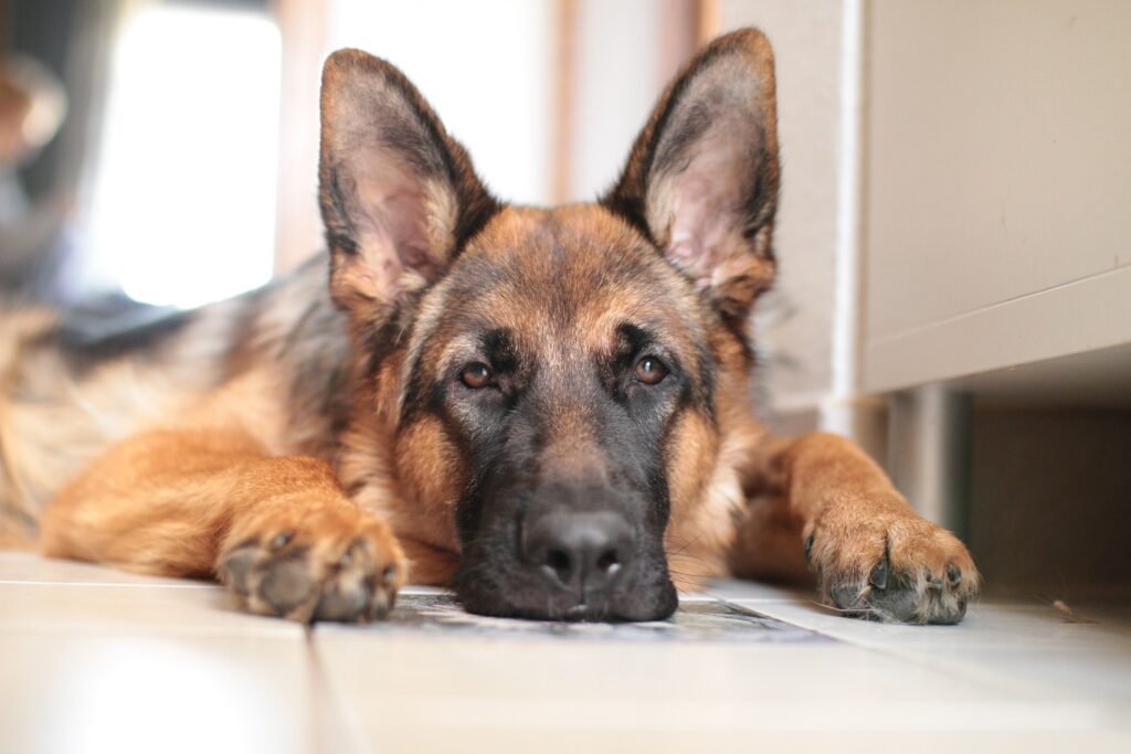 How Long Can a German Shepherd Live