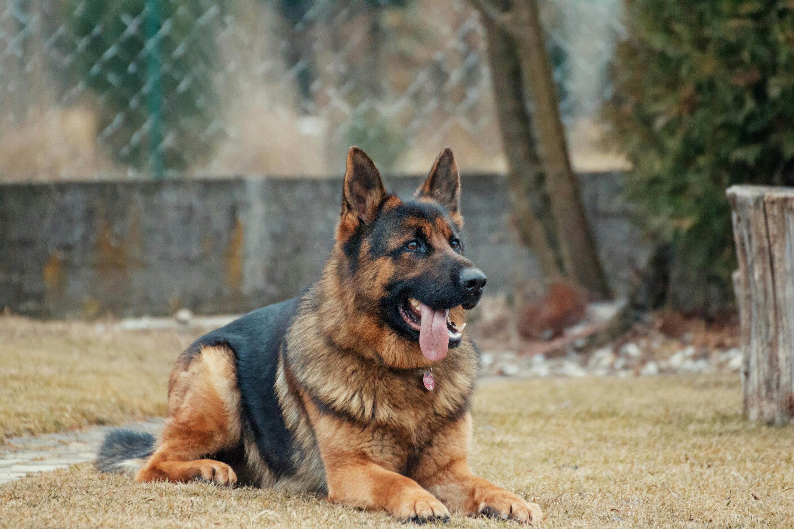 How Long Can a German Shepherd Live