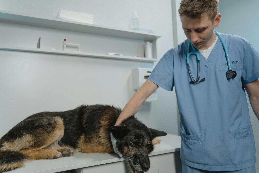 Preventative Veterinary Care for german shepherd. 