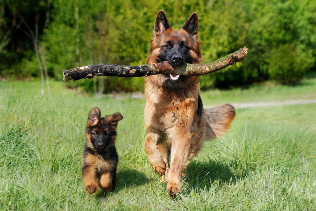 exercise for increase german shepherd life expectancy 