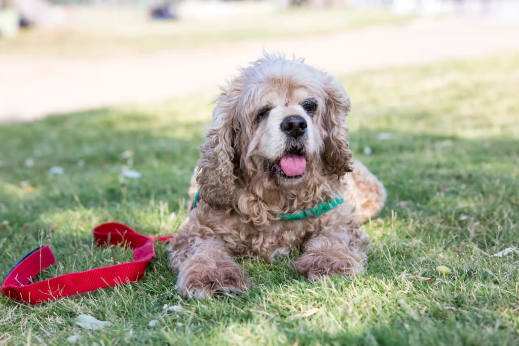 Are Kennel Clubs Recognize Cockapoo's