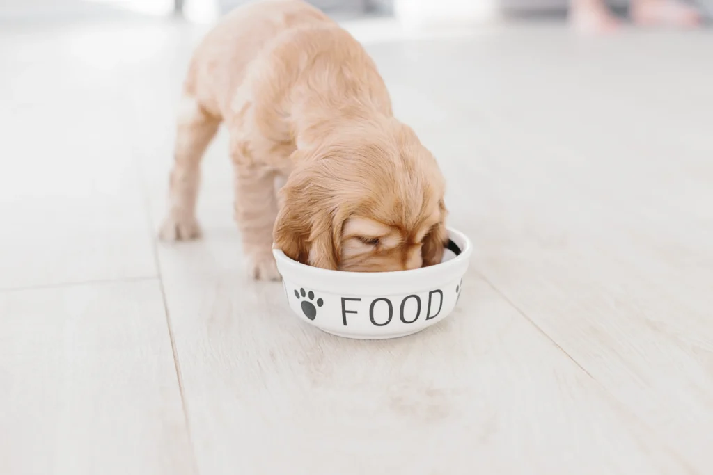 Feeding My Full Grown Cockapoo