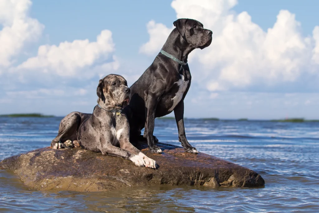 Male vs. Female Blue Great Dane Traits