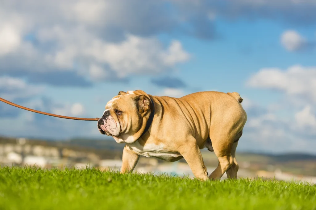 How Did They Make The English Bulldog So Small