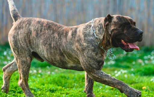 Perro de Presa Canario walking