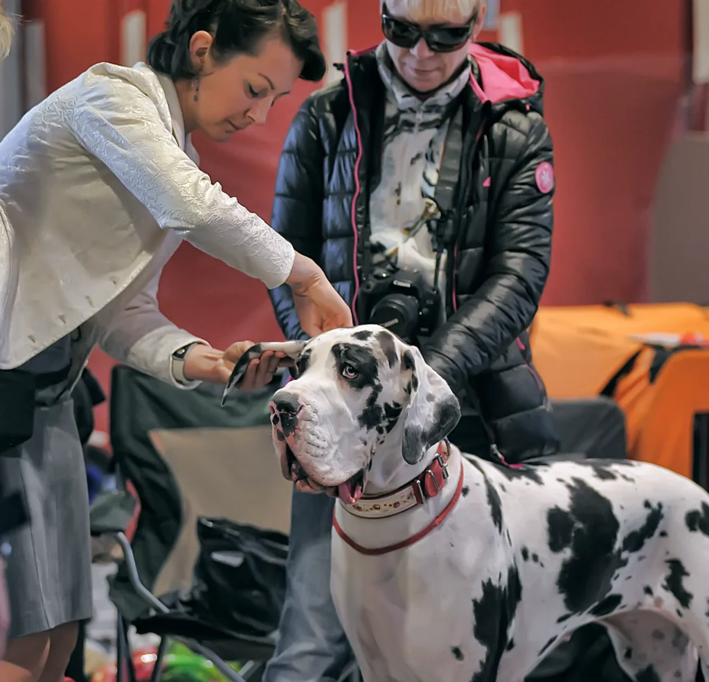 The Merle Great Dane Recognition by Kennel Clubs