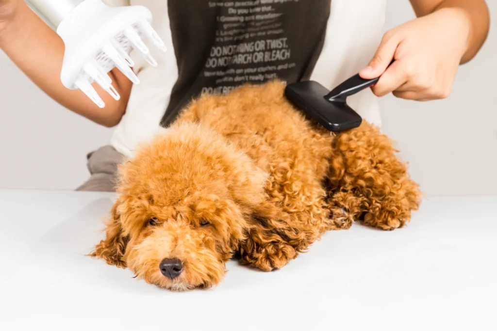 Cockapoo Grooming, caring