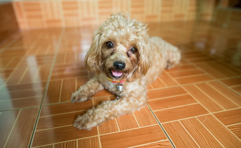 Merle Cockapoo's Eye Colors