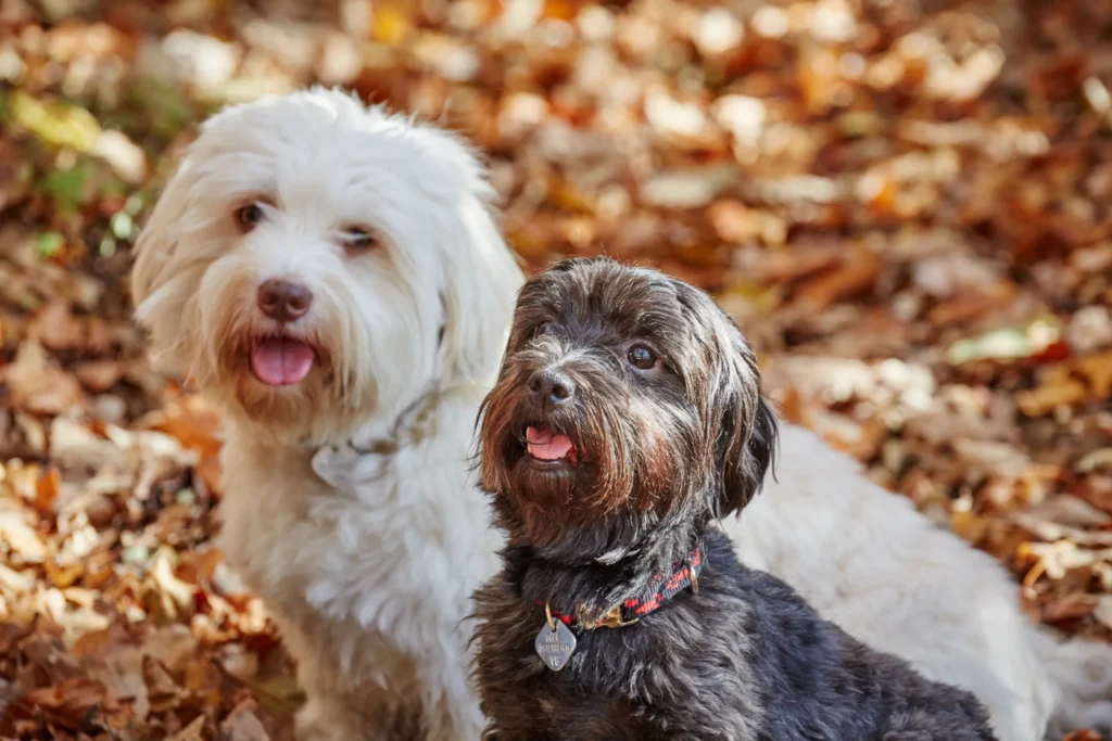 Reputable Breeder & Adoption of Merle Cockapoo