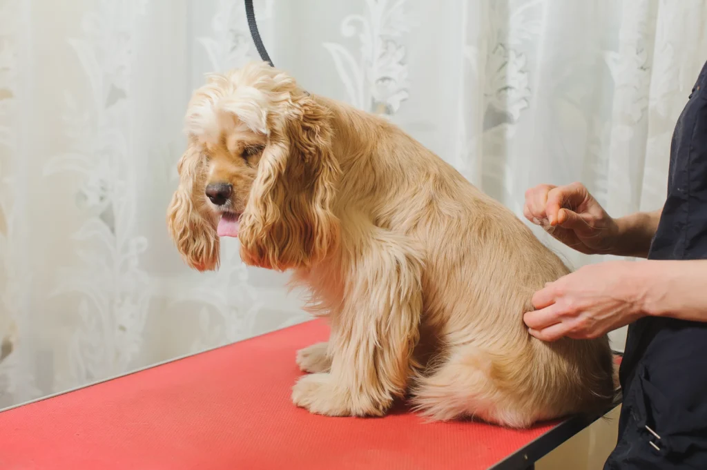 Common Coat Problems of Cockapoo