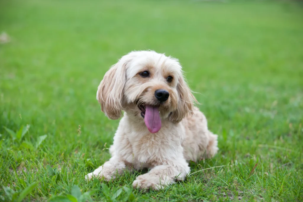 Cockapoo Is Growing Properly