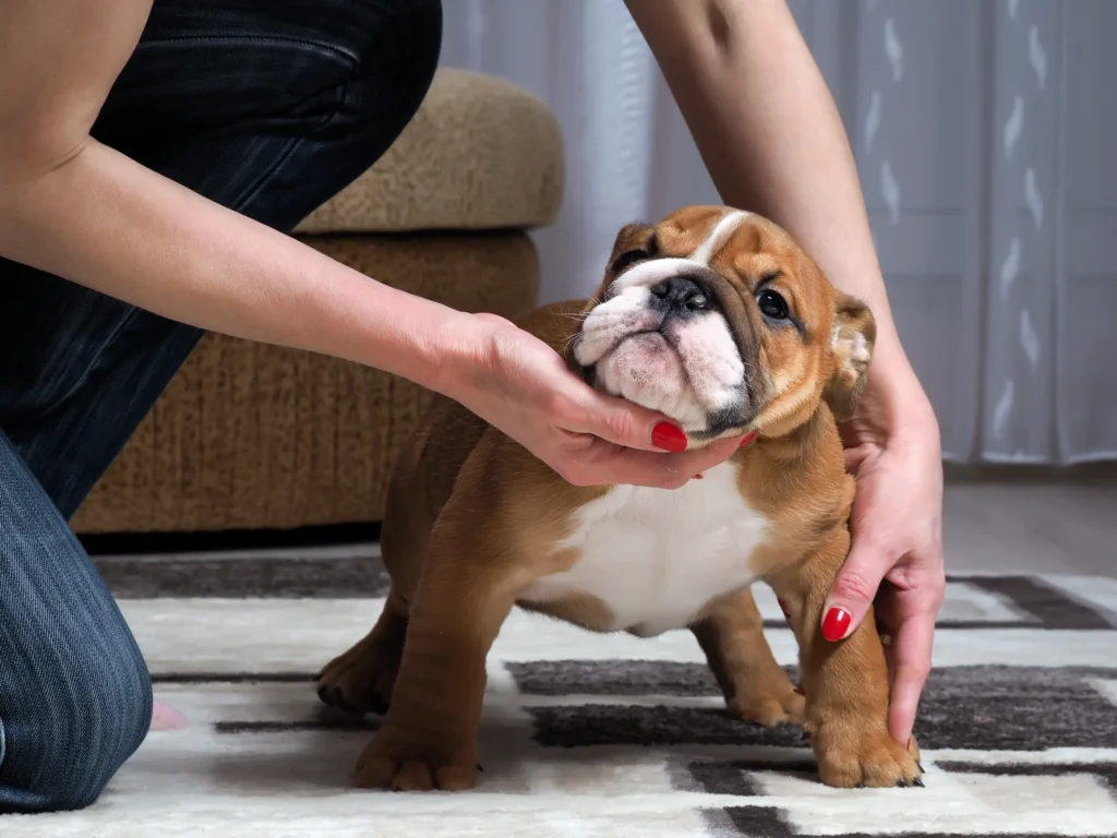 Caring for Your Miniature English Bulldog