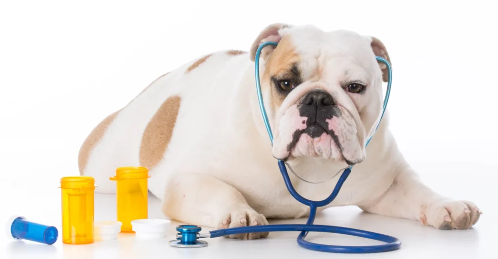 Health Concerns and Veterinary Care of Miniature English Bulldog