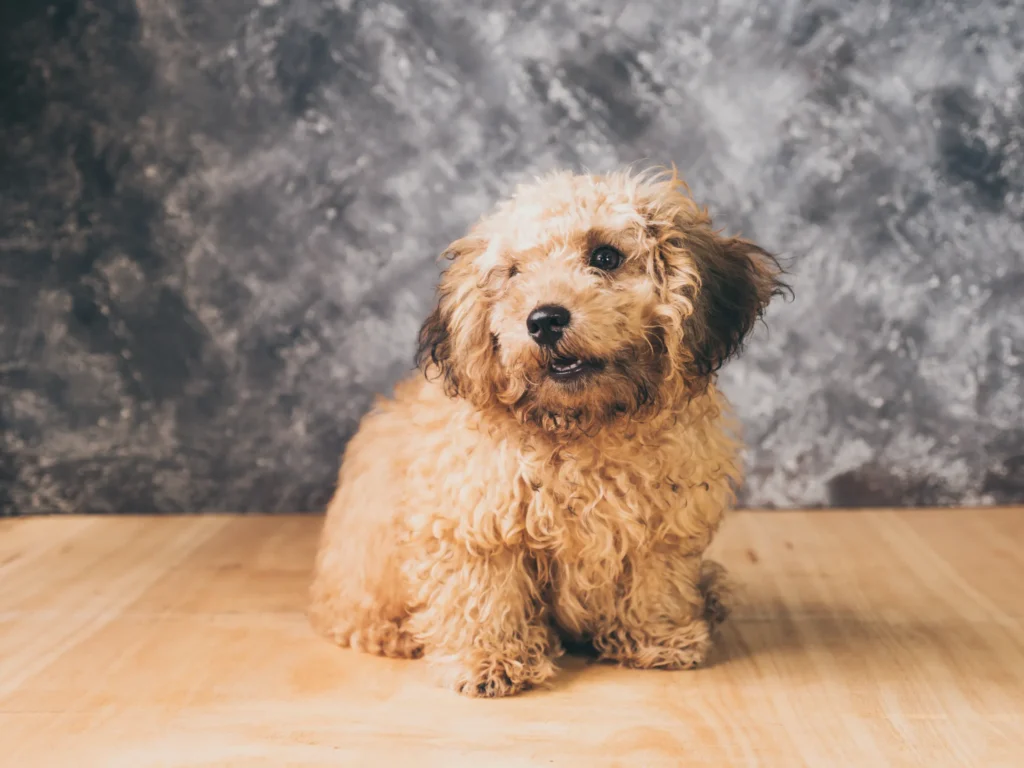 Coat Variations and Color Patterns of Merle Cockapoo