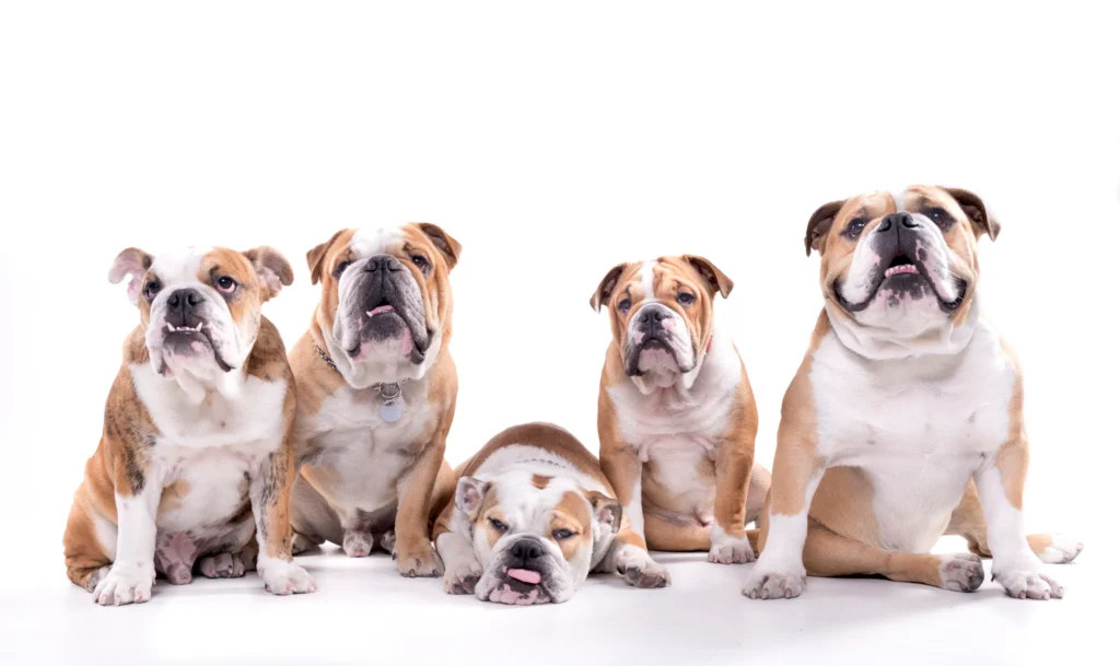 Miniature English Bulldog History and Background of the Breed