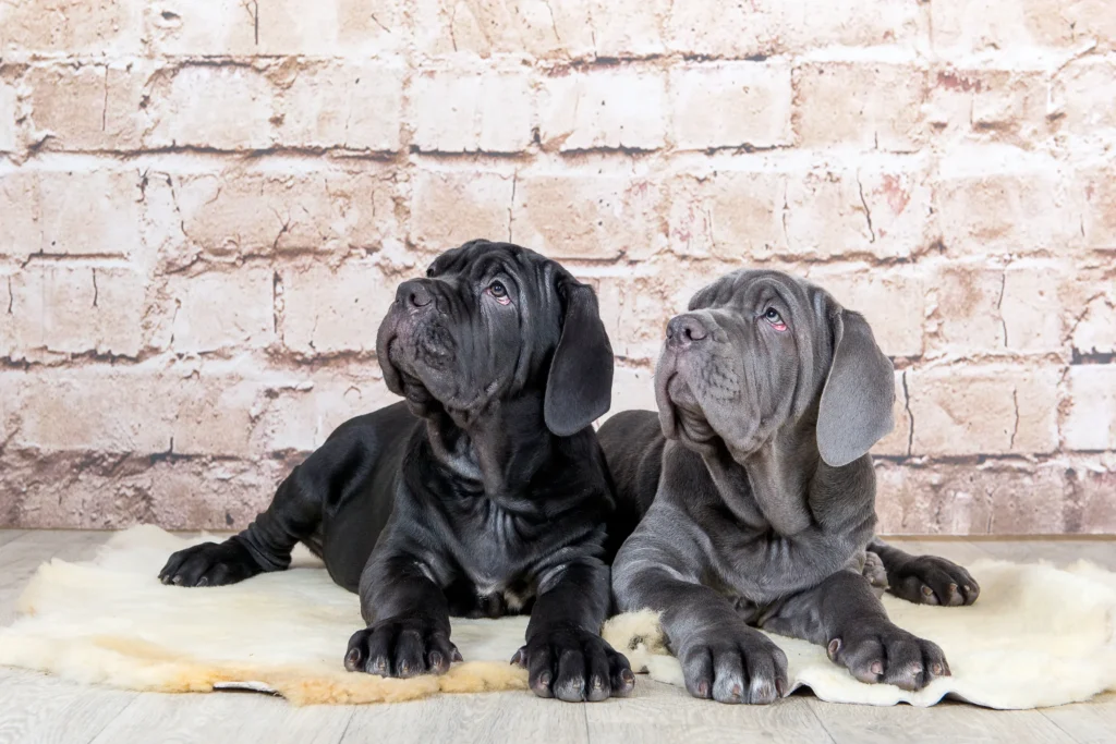 Merle Great Dane Puppies