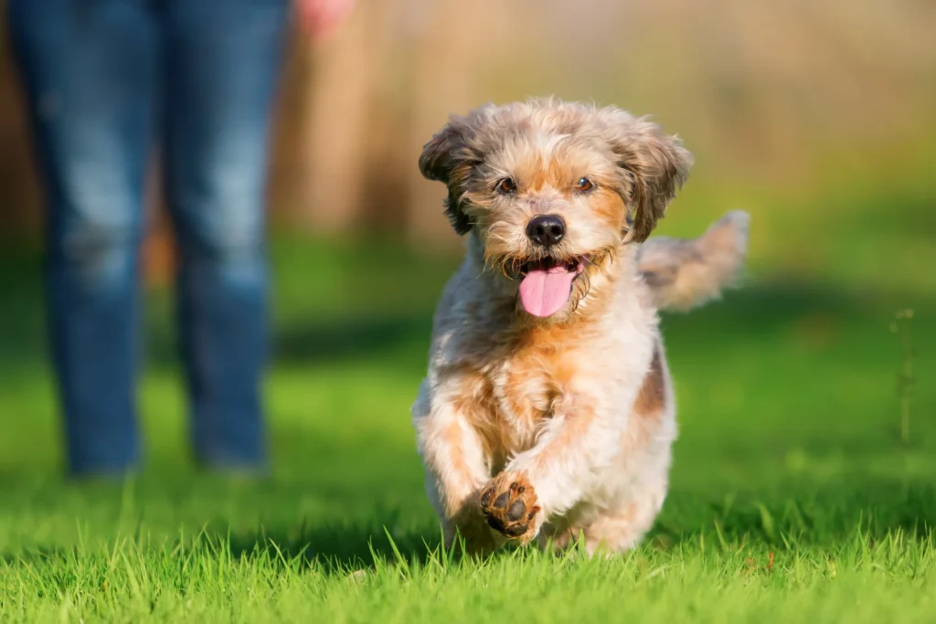 Exercise and Mental Stimulation Needs the Merle Cockapoo