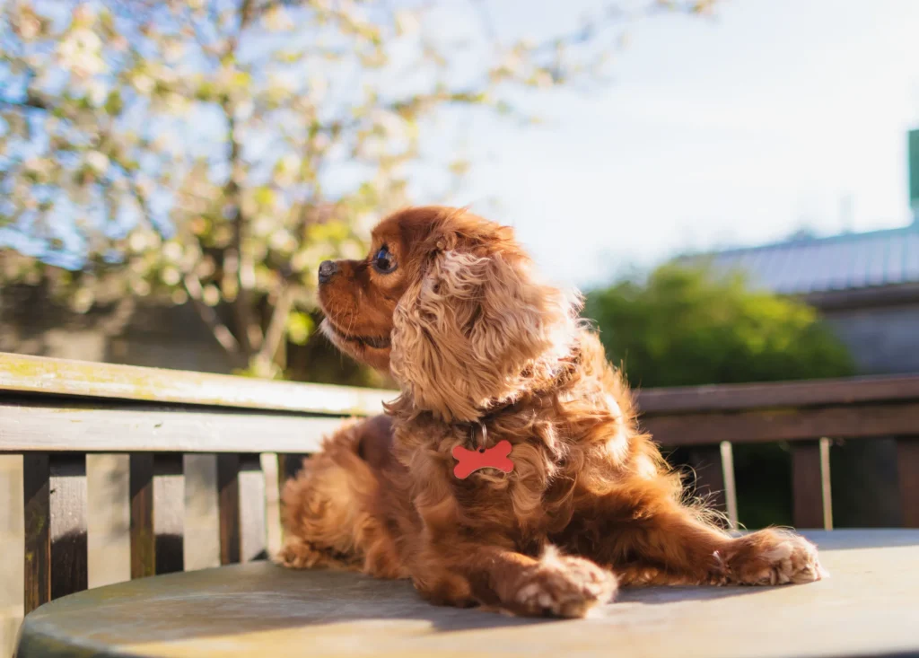 Cockapoo Dog Full Grown Personality Like