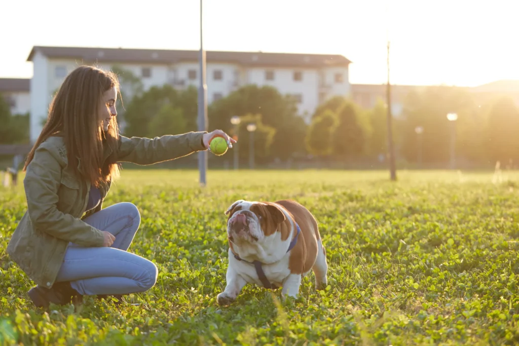 Training and socialization are vital in raising a well-behaved and well-adjusted Miniature English Bulldog.