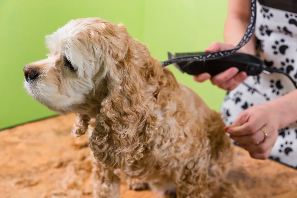 Grooming and Coat Care of Merle Cockapoo