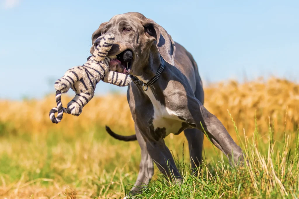 Training Tips  Blue Great Dane 