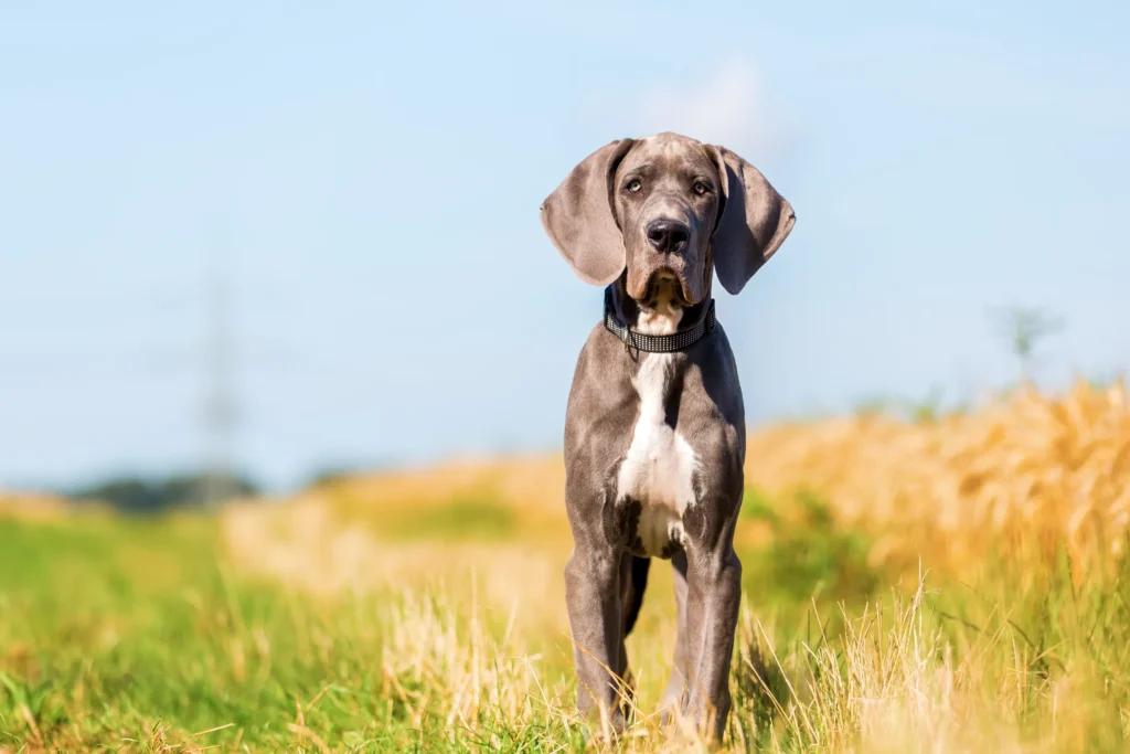 Blue Great Dane Stand