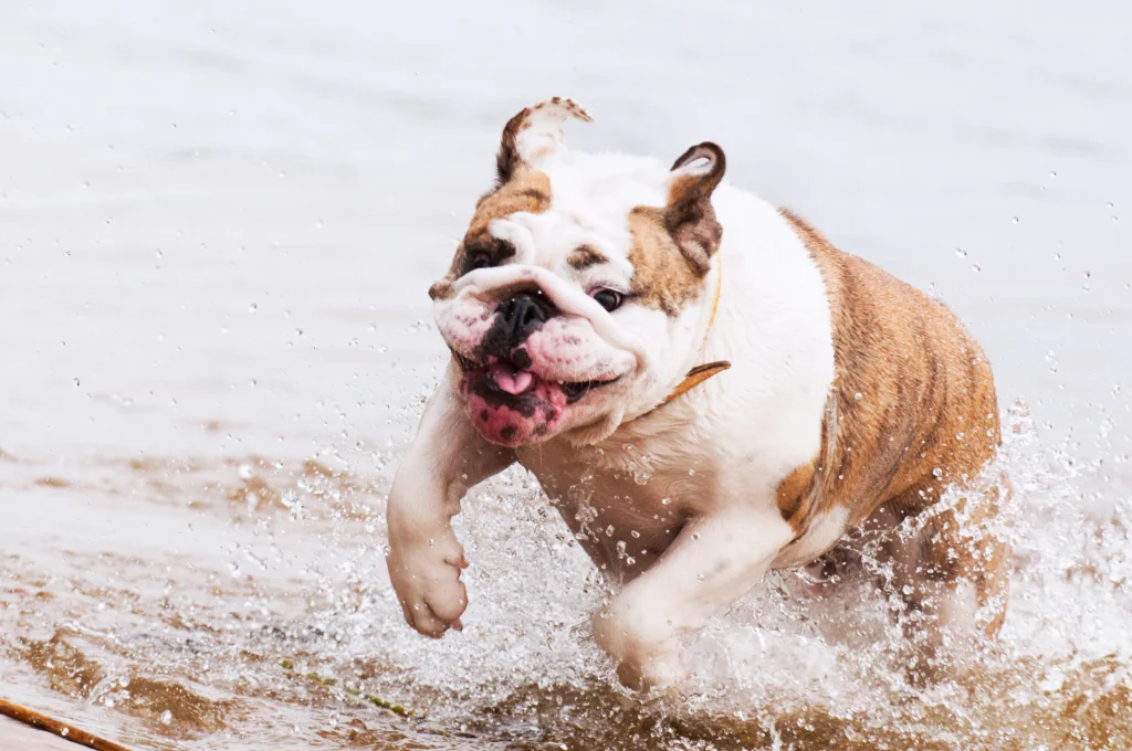 Miniature English bulldogs are affectionate, loyal, and charming companions that bring joy to any home. From their adorable appearance to their gentle temperament, these dogs are well-suited for families, individuals, and seniors. 