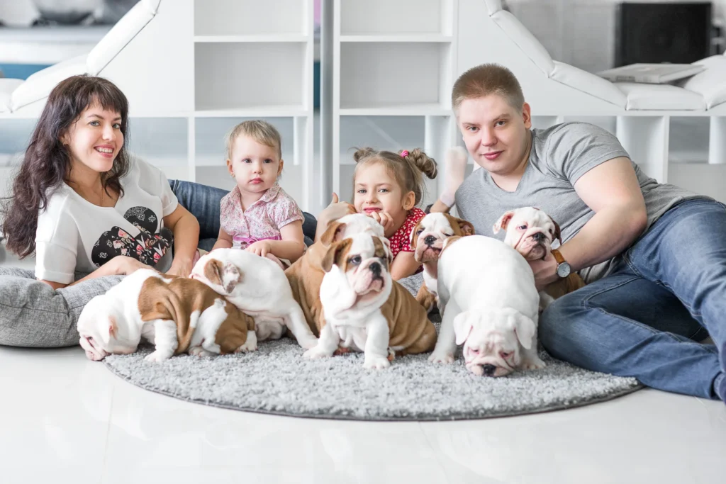 Miniature English Bulldogs and Family Life