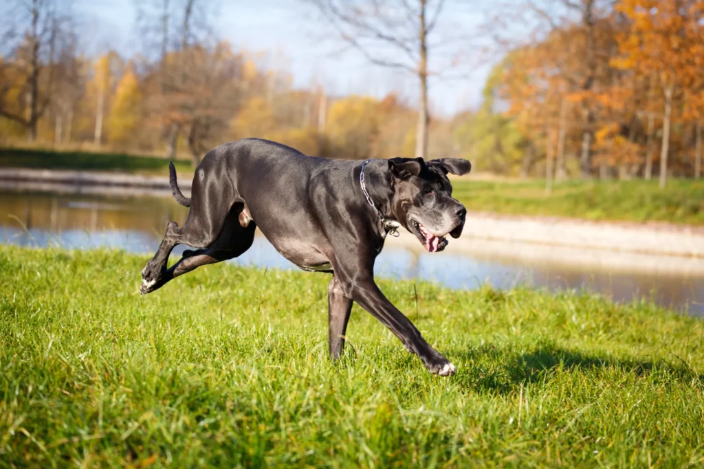 The Merle Great Dane Short Lifespan