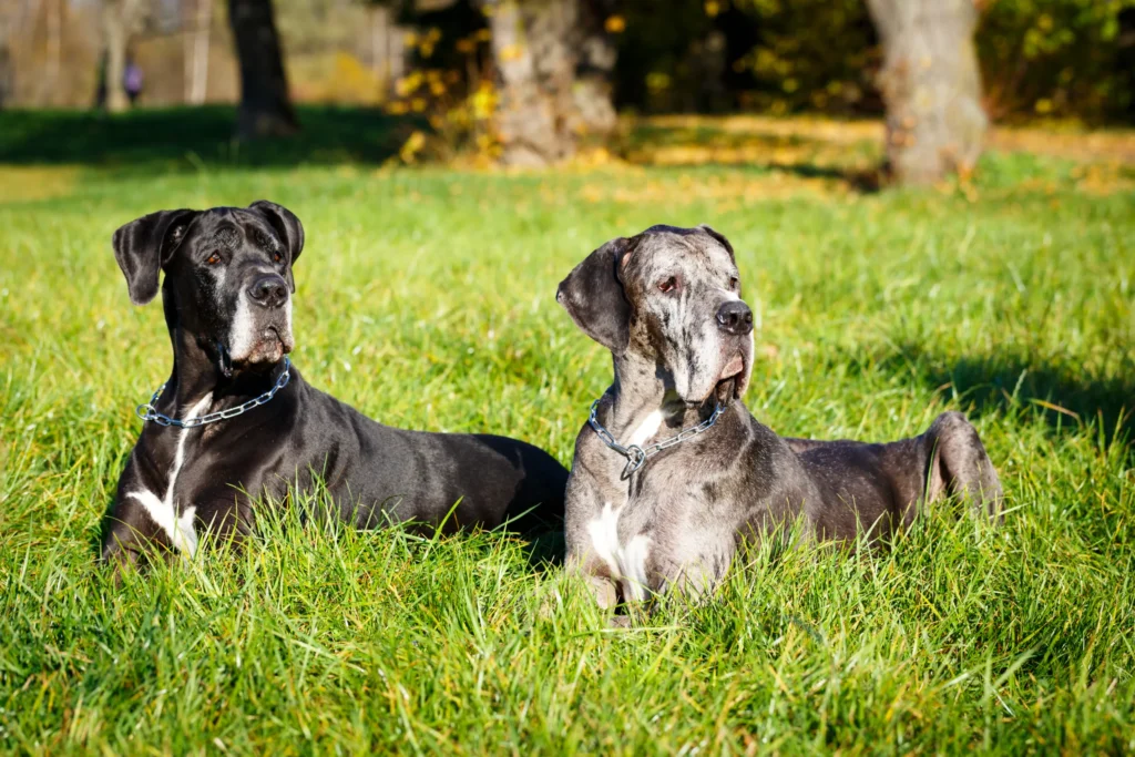 History of the Great Dane Breed