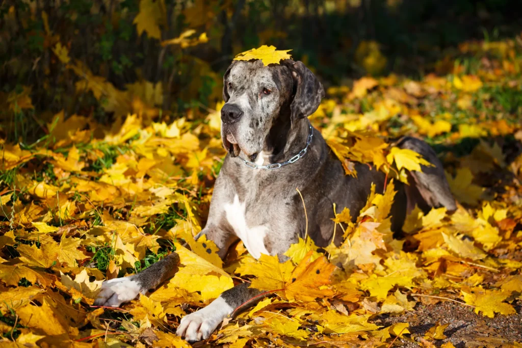 Temperament and Personality Traits of The Merle Great Dane