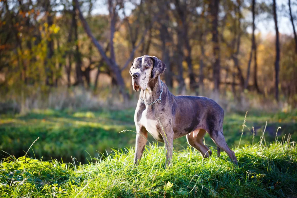 This breed of Great Danes are truly gentle giants, known for their affectionate and calm temperament. However, owning one comes with significant responsibilities, from providing proper nutrition and exercise to managing health concerns. Blue Great Danes make loyal, loving companions for those who can meet their needs.