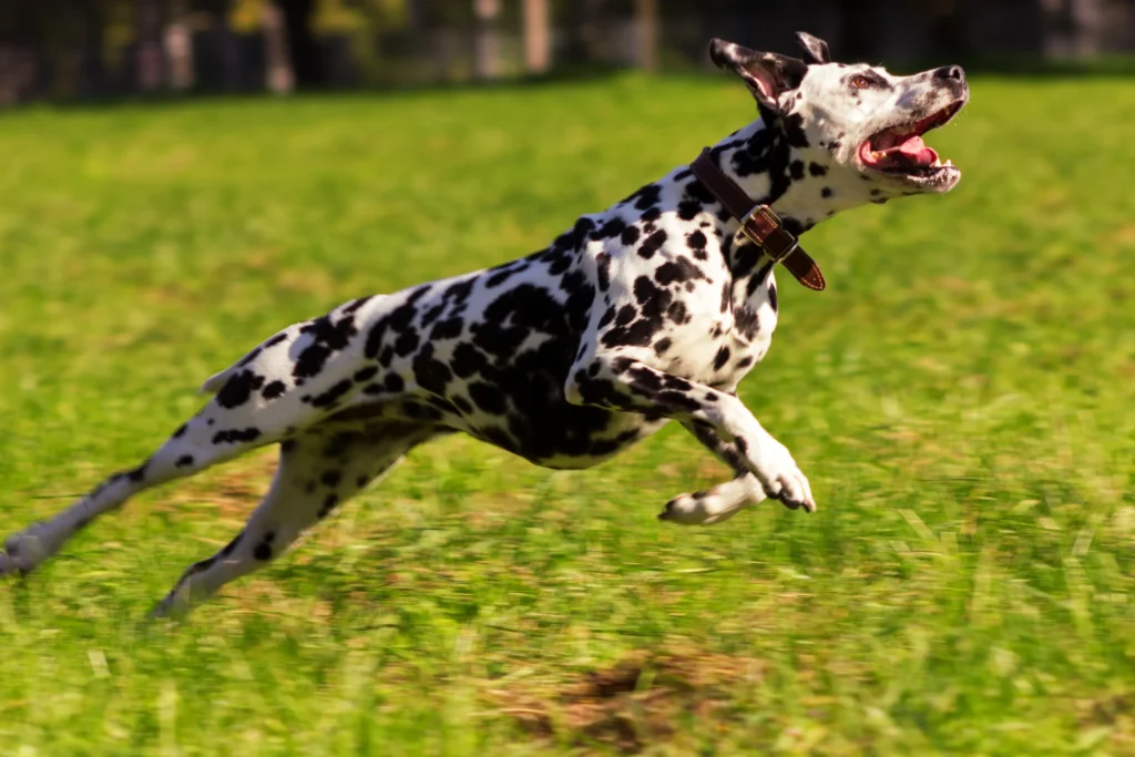 Exercise Needs , Merle Great Dane