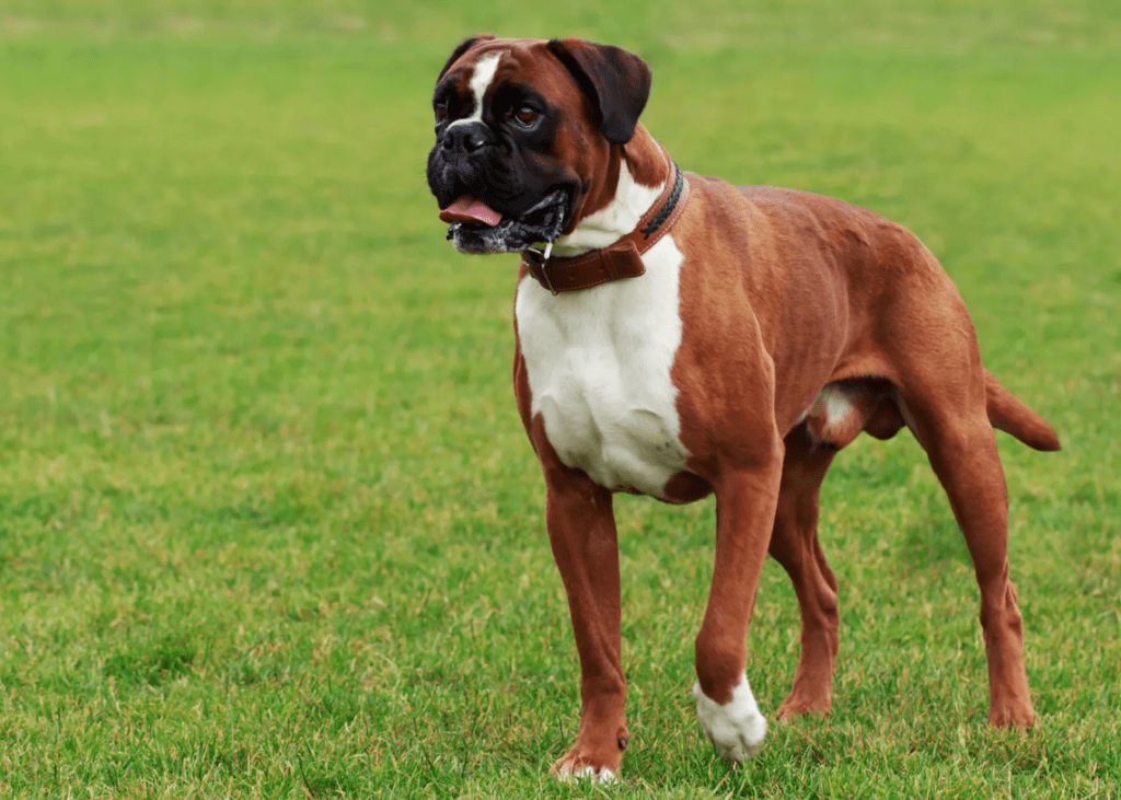 White Boxers Coat Color?