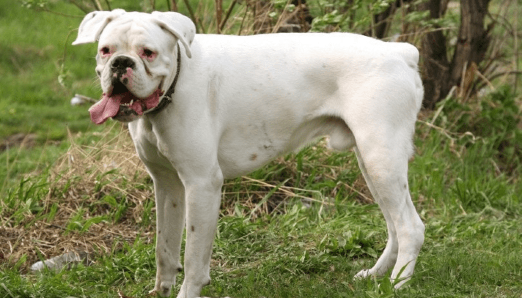 Personality White Boxer Dog