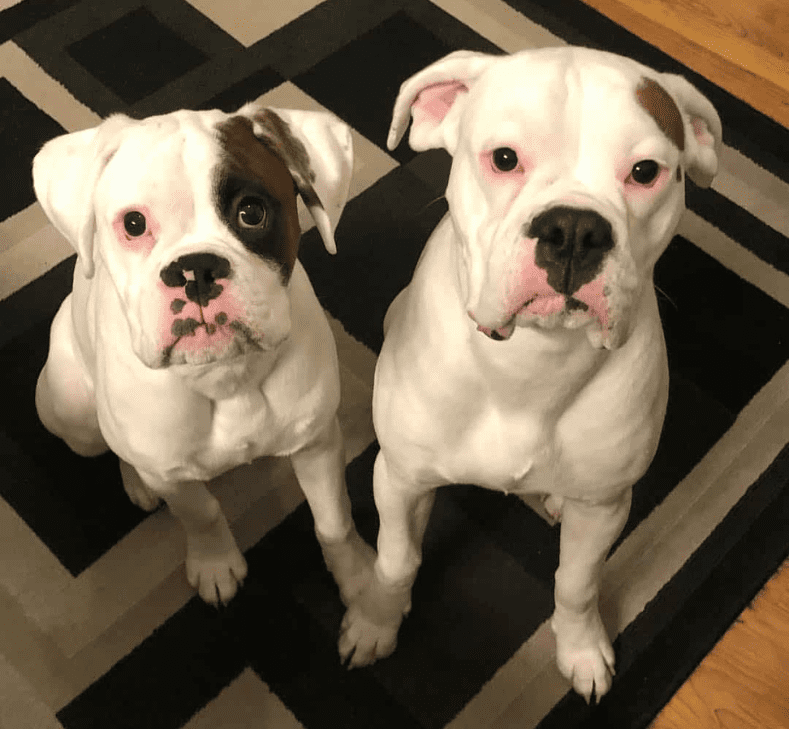 Difference Between White Boxers and Albino Boxers