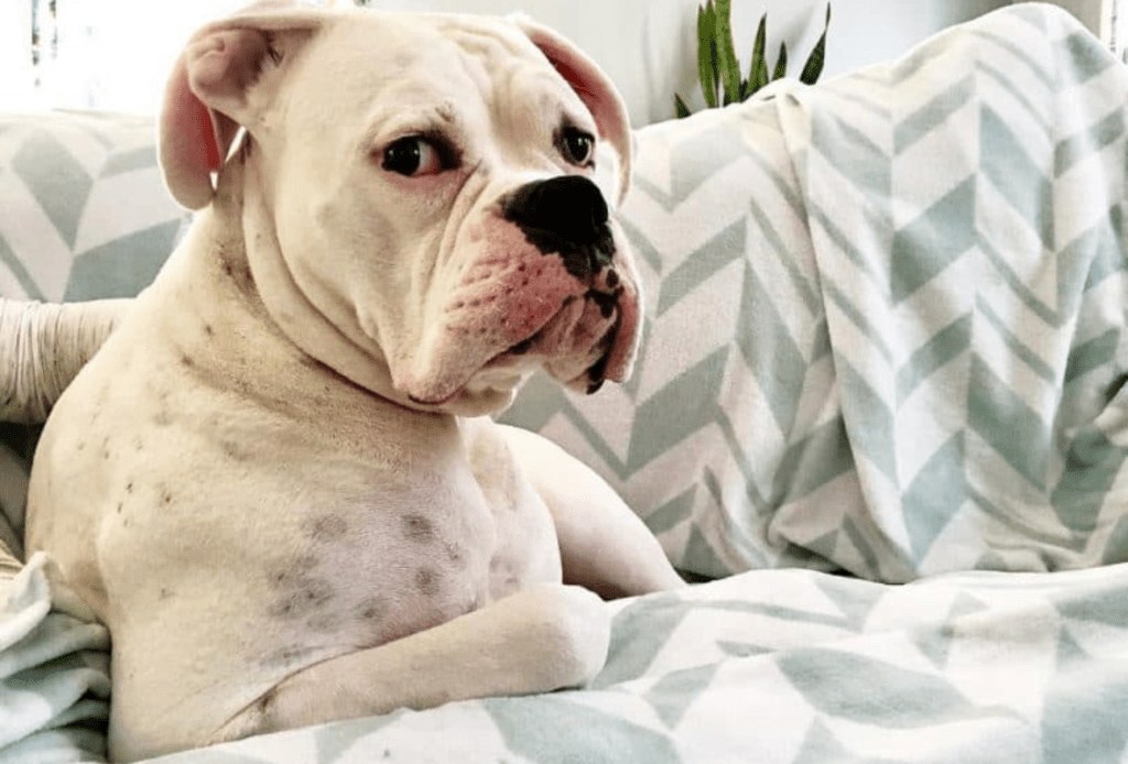 Caring for Your White Boxer Dog