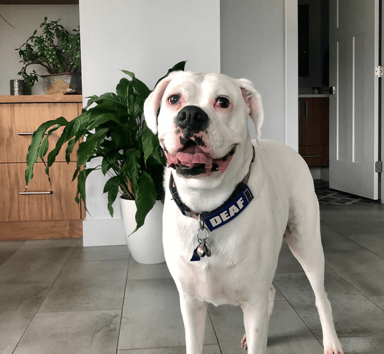 White Boxers Are Albino