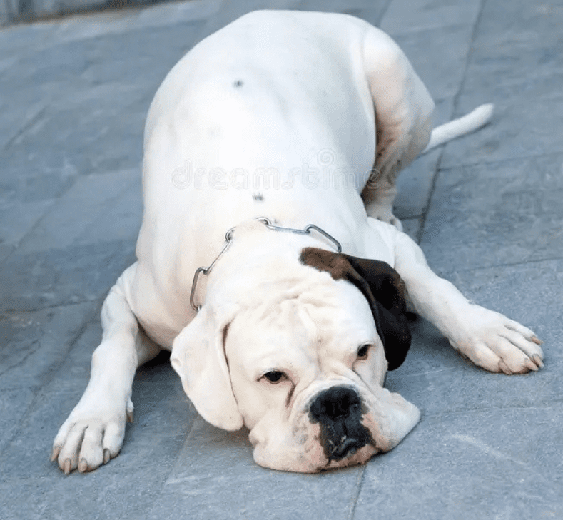 Boxer Dog White Are More Prone to Health 