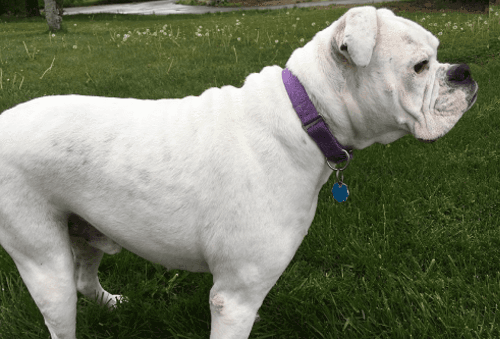 white boxer dog