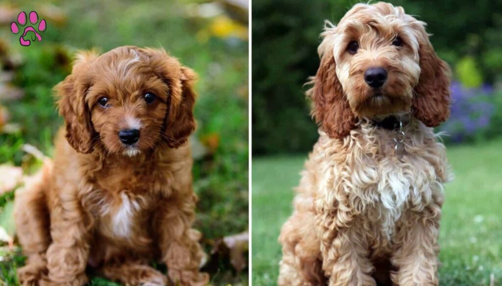 Temperament and Personality Traits of Cavapoo and Cockapoo