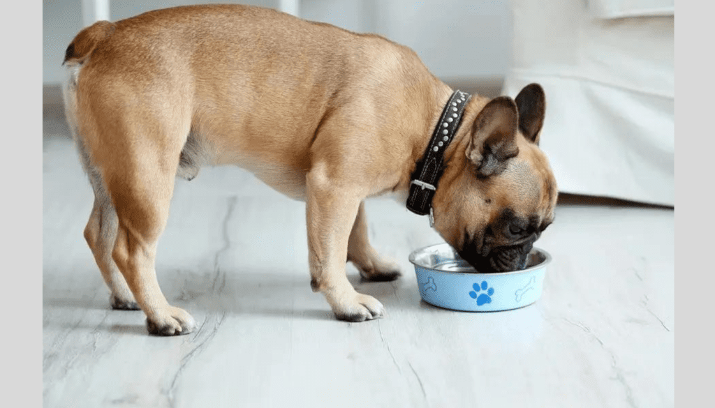 Feeding and Nutrition Fluffy French Bulldog