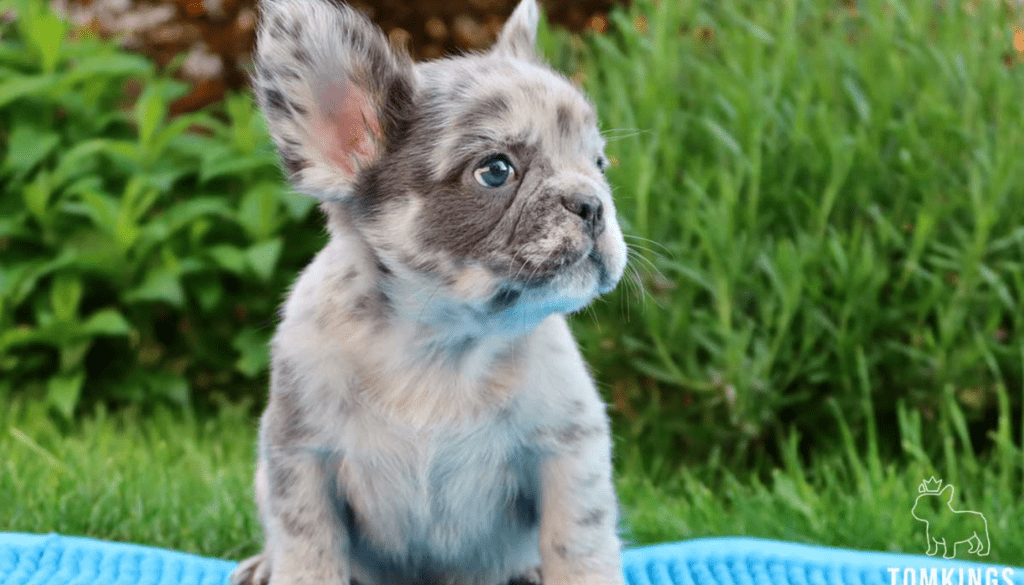 Right Fluffy French Bulldog Puppies