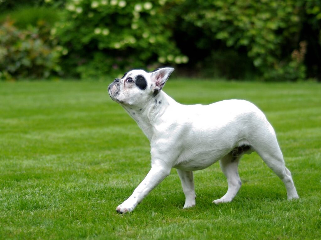 Heritage Fluffy French Bulldog