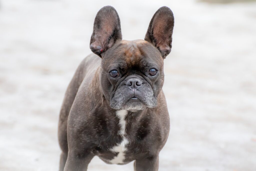 French Bulldog Fluffy a Pure Breed