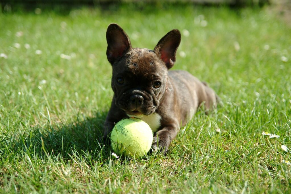 Living with a Fluffy French Bulldog